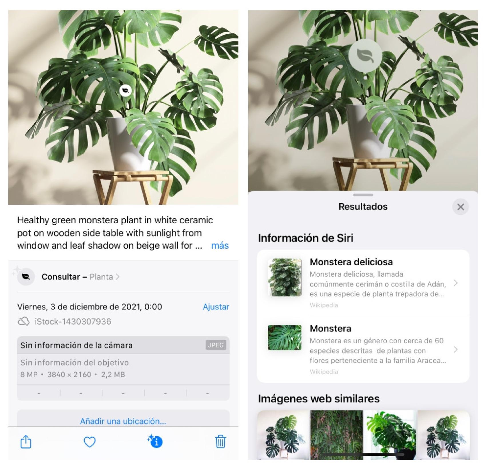 Proceso para identificar una planta en el iPhone.