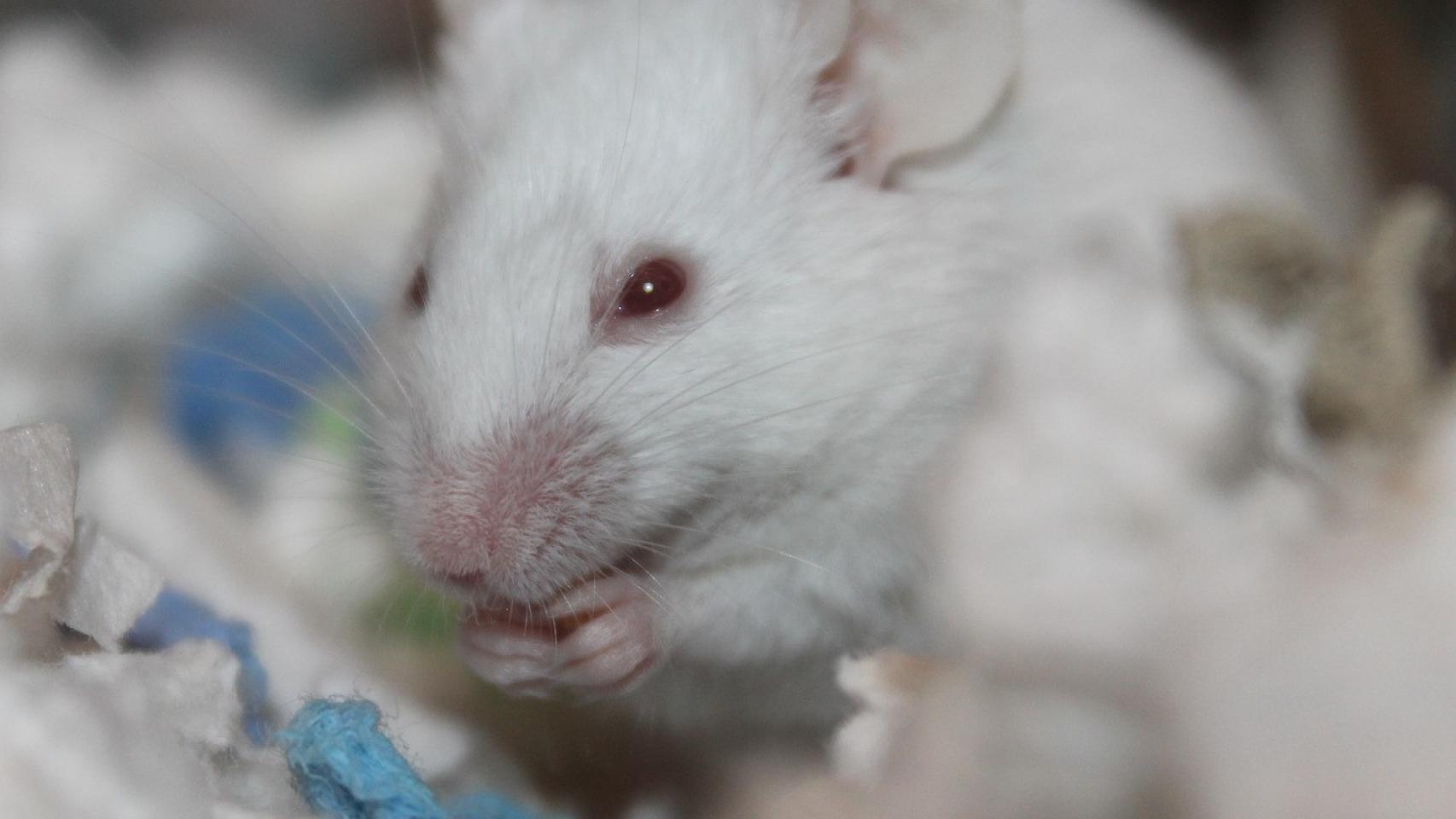Ratón de laboratorio.
