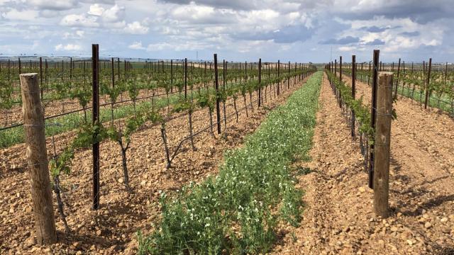 Viñedo ecológico de Marqués de Riscal en Rueda.