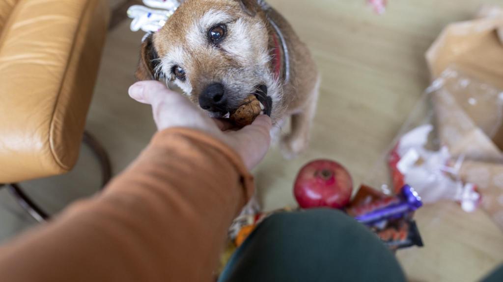 Imagen de archivo de un perro a punto de comerse una nuez.