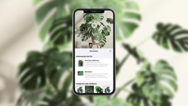 Visual Look Up fue una herramienta que se introdujo con iOS15.