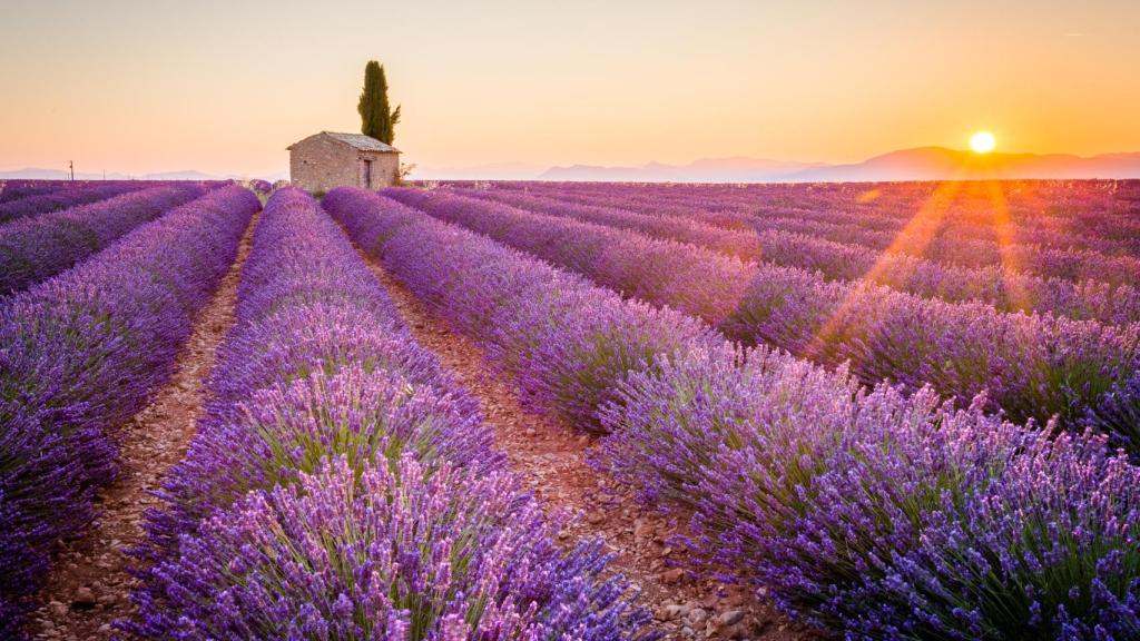 Campos de lavanda en Valensole, Francia.