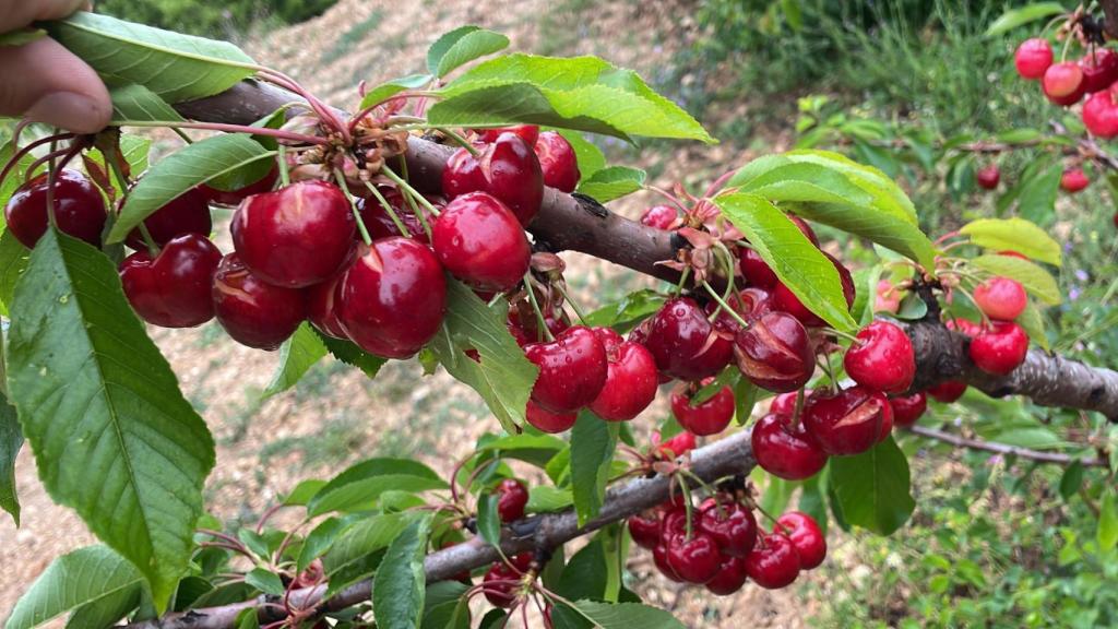 Cerezas de Villena, rajadas por las intensas lluvias de estos días.