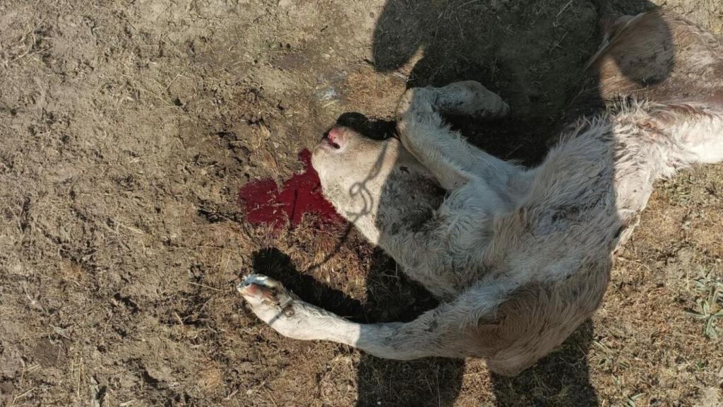 Un ternero muerto por las aves en Montejo