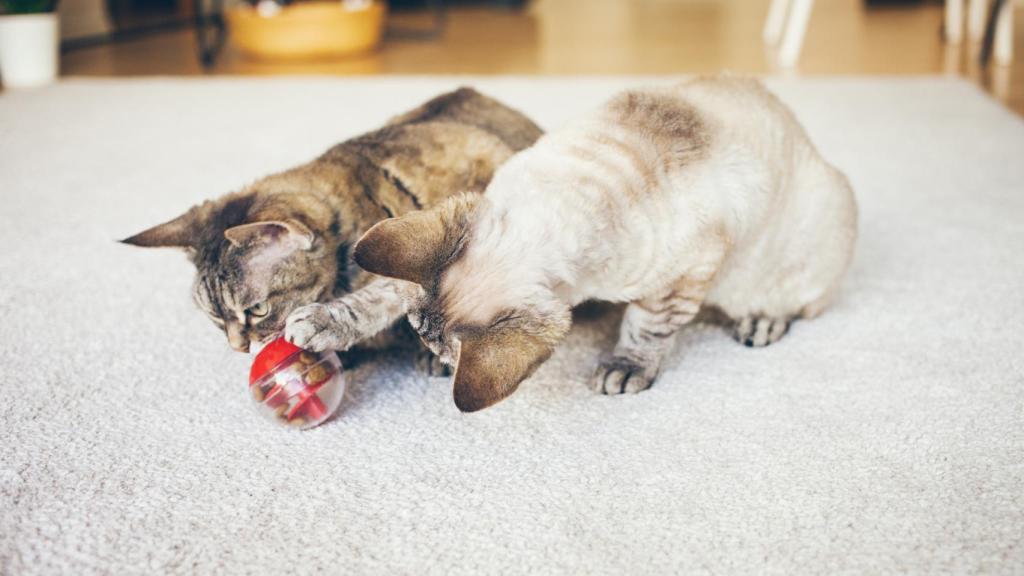 Dos gatos jugando.