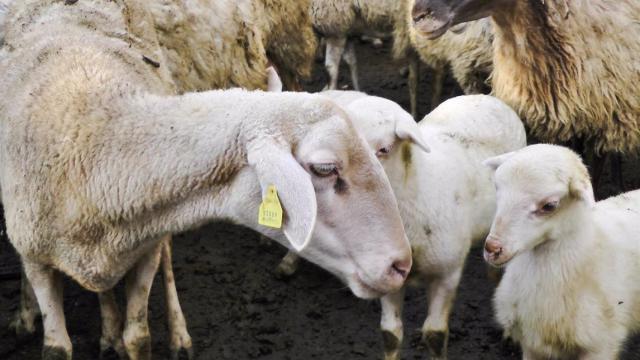 Corderos a precio de saldo: los ganaderos de Ciudad Real denuncian que se quieren aprovechar de ellos