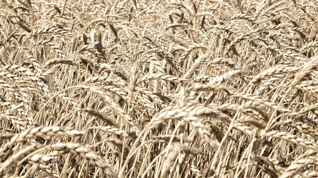 Cultivo de cereal. Foto: Cooperativas Agro-alimentarias de Castilla-La Mancha.