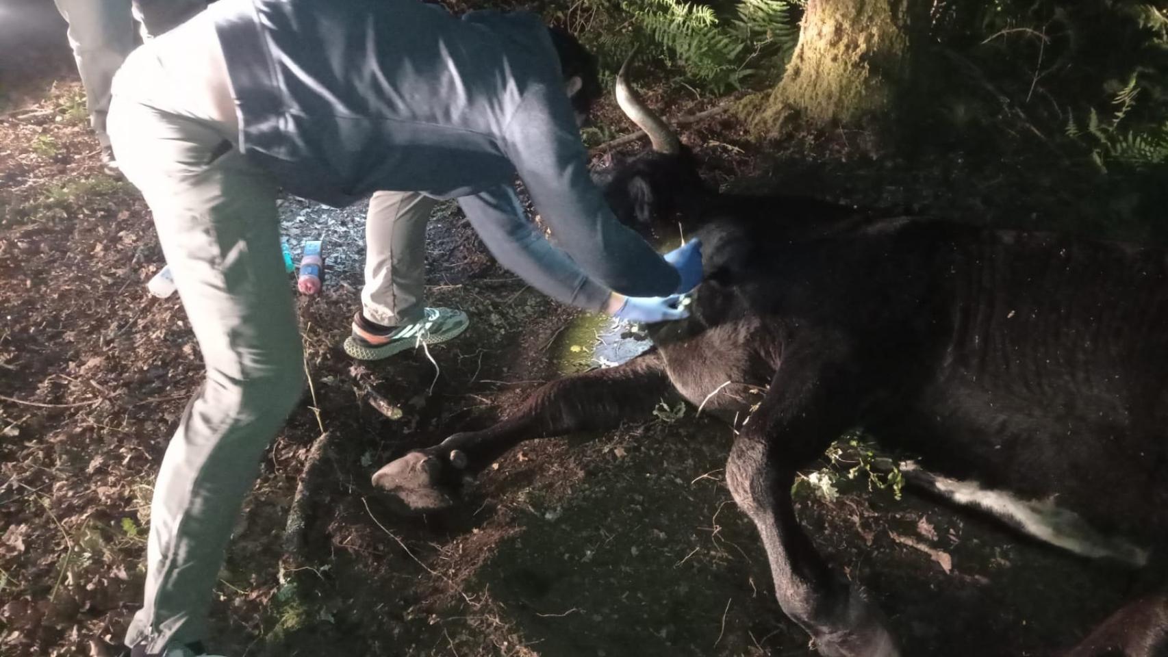 Vaca encontrada agonizando tras haber sufrido maltrato.