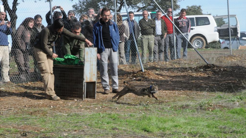 Miguel Ángel Simón (d) acude a una suelta de linces ibéricos
