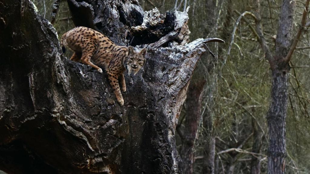 Un ejemplar en libertad de lince ibérico