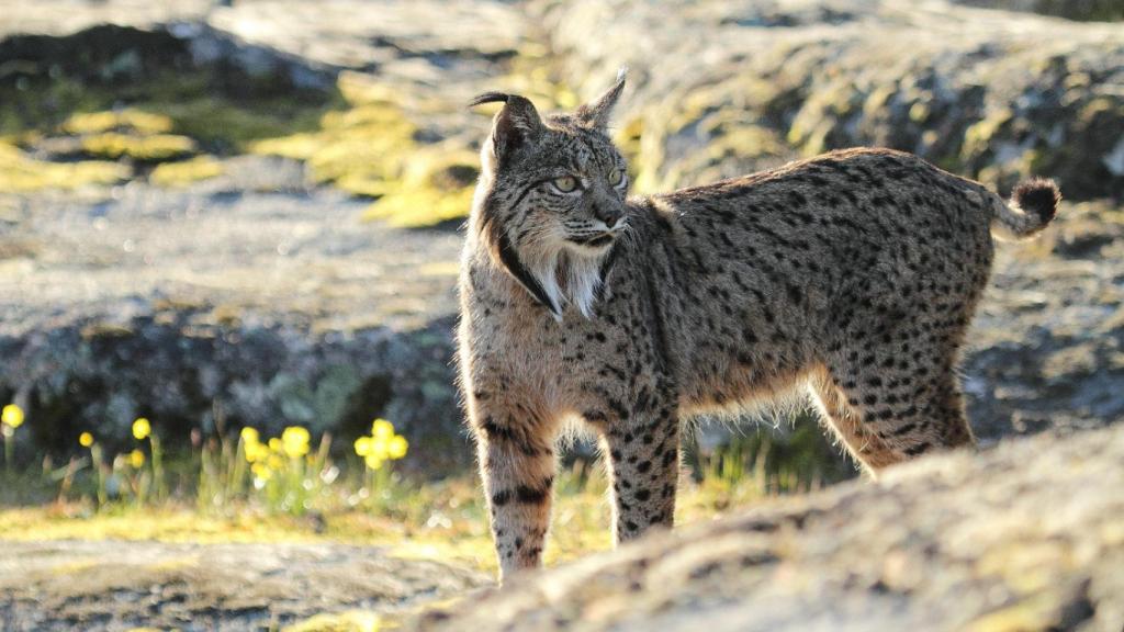 Vista de un lince ibérico en libertad