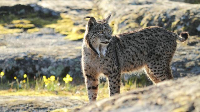 Vista de un lince ibérico