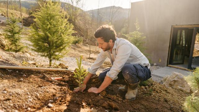 Imagen de archivo de una persona plantando un árbol.