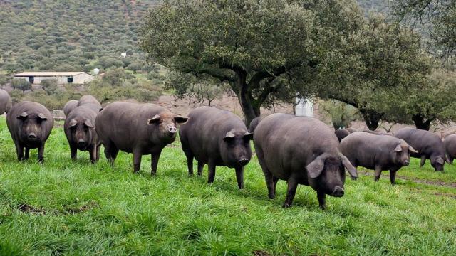 Una dehesa con cerdos ibéricos en Guijuelo (Salamanca).