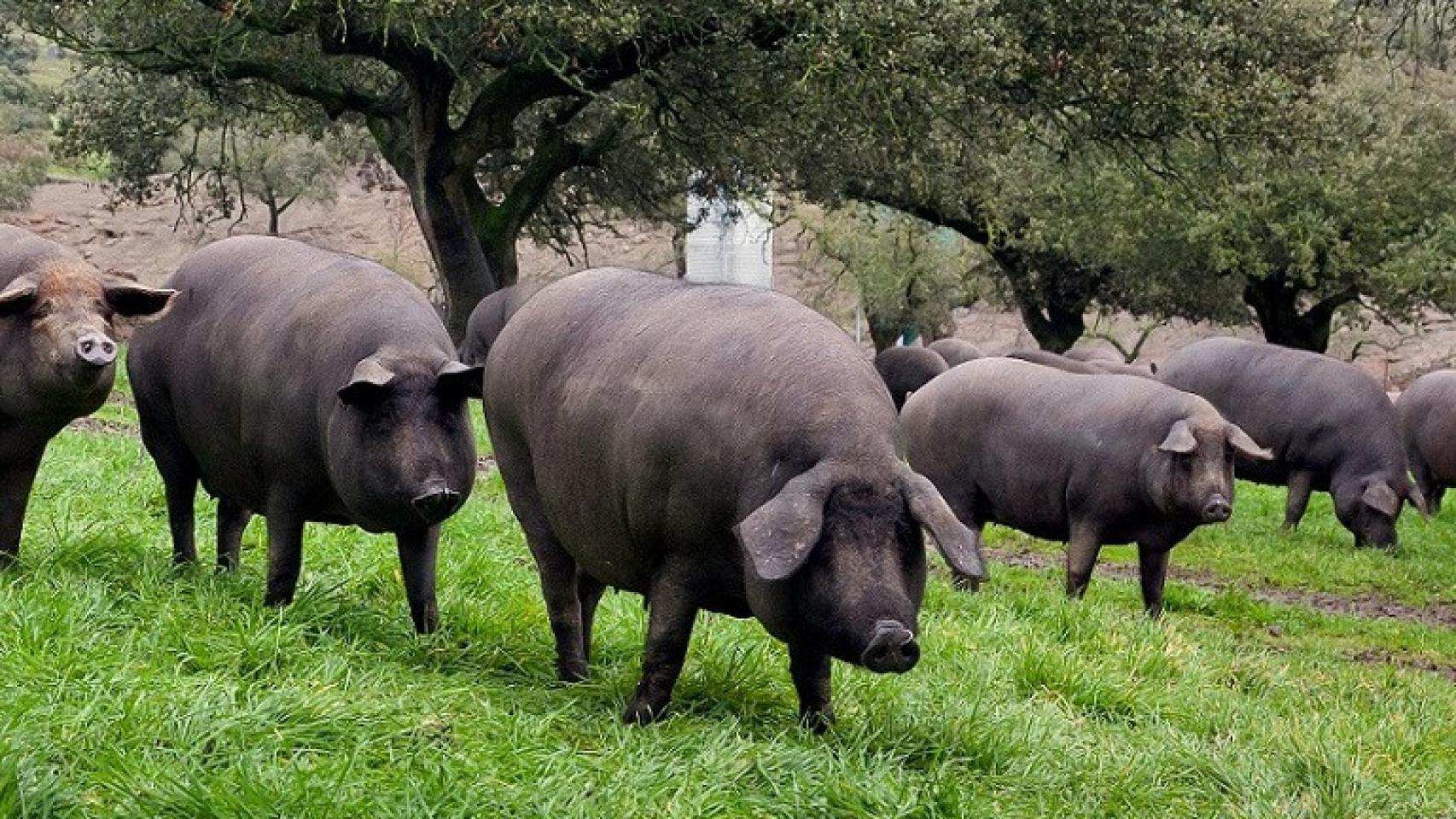 Una dehesa con cerdos ibéricos