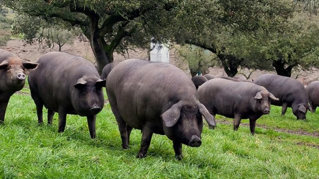 Una dehesa con cerdos ibéricos en Guijuelo (Salamanca).