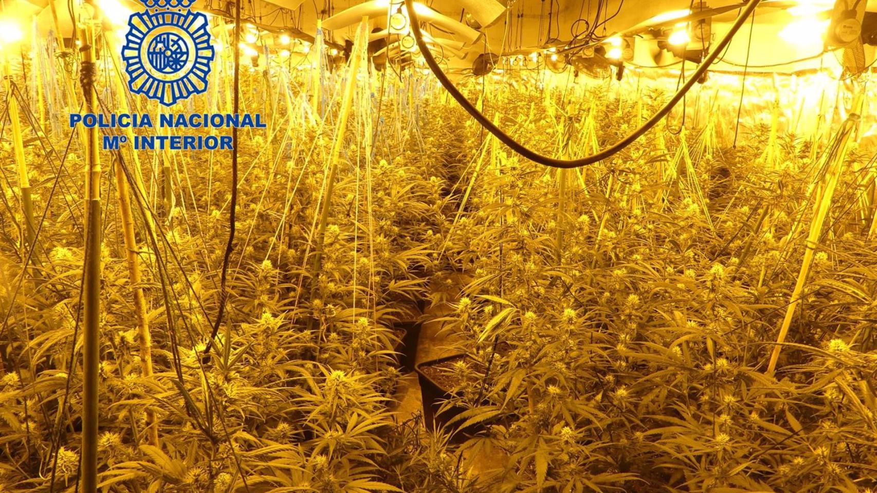 Plantación de marihuana en una imagen de archivo.