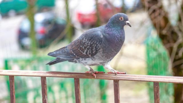 Con estas cinco plantas de exterior podrás alejar a las palomas de tu terraza o balcón.