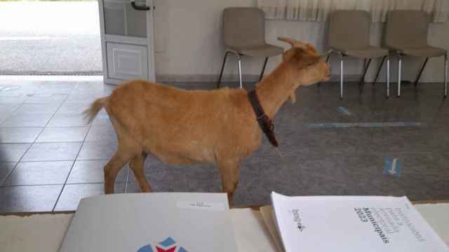 Inesperada visita en un colegio electoral de Valga.