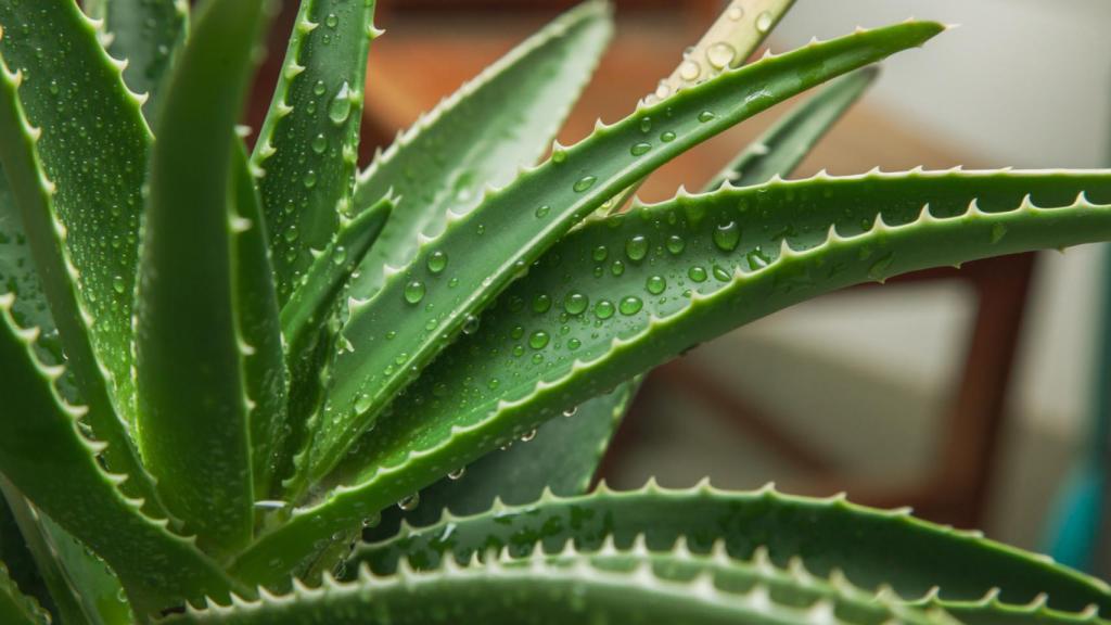 Una Aloe Vera