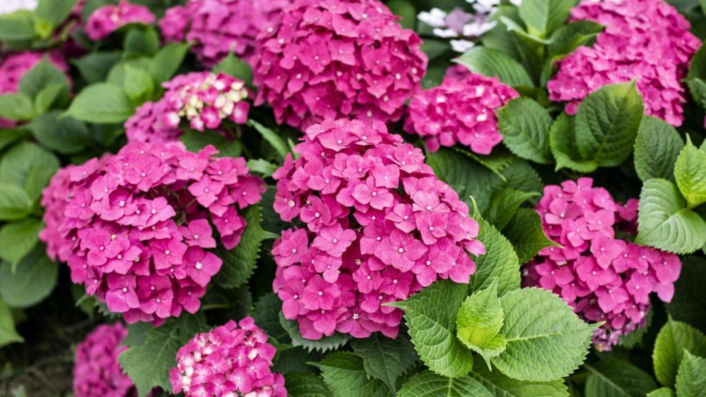 Una hortensia