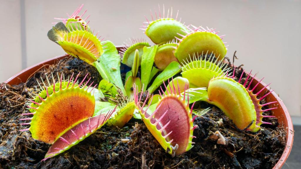Venus atrapamoscas.