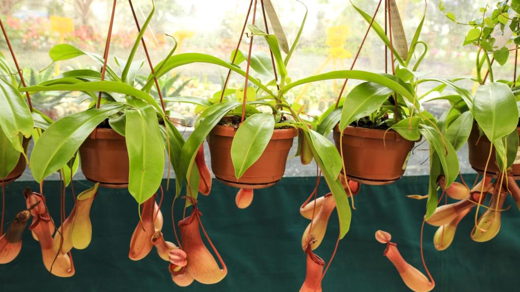 Nepenthes.