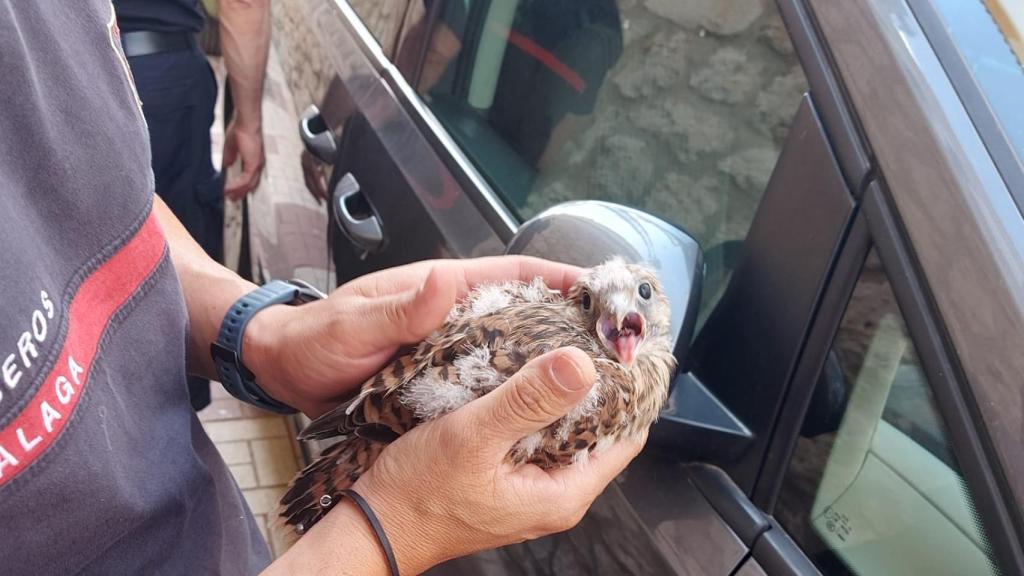 Rescatan a dos crías de primilla en Málaga.