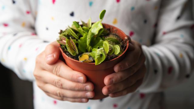 Las venus atrapamoscas, a pesar de su peculiar morfología, son de fácil cuidado.