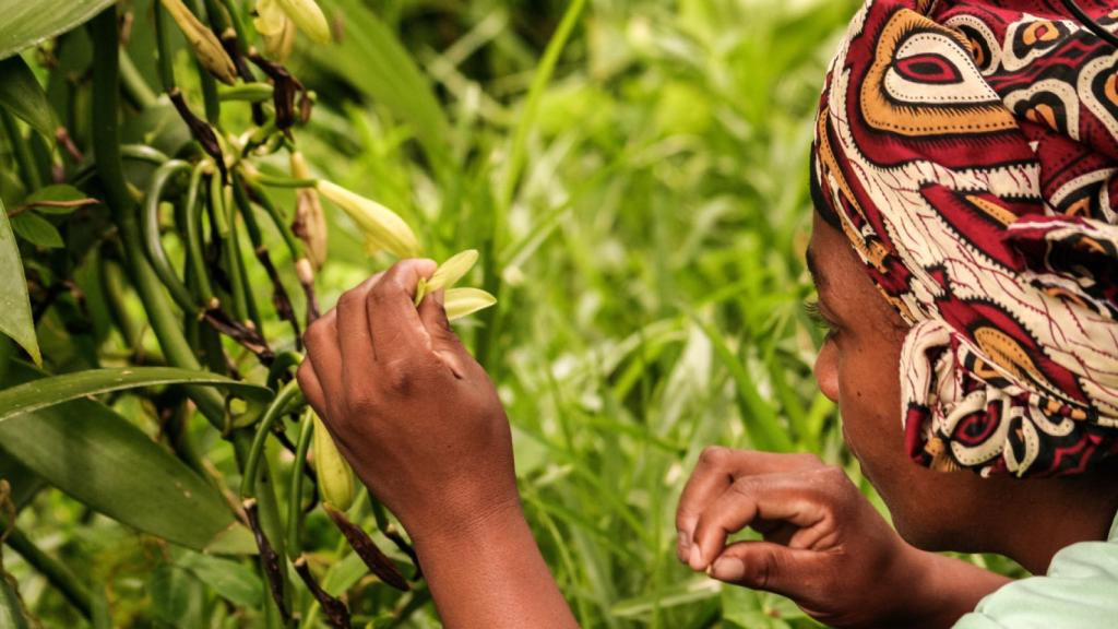Imagen de archivo de una persona indígena polinizando una planta de vainilla de forma manual.
