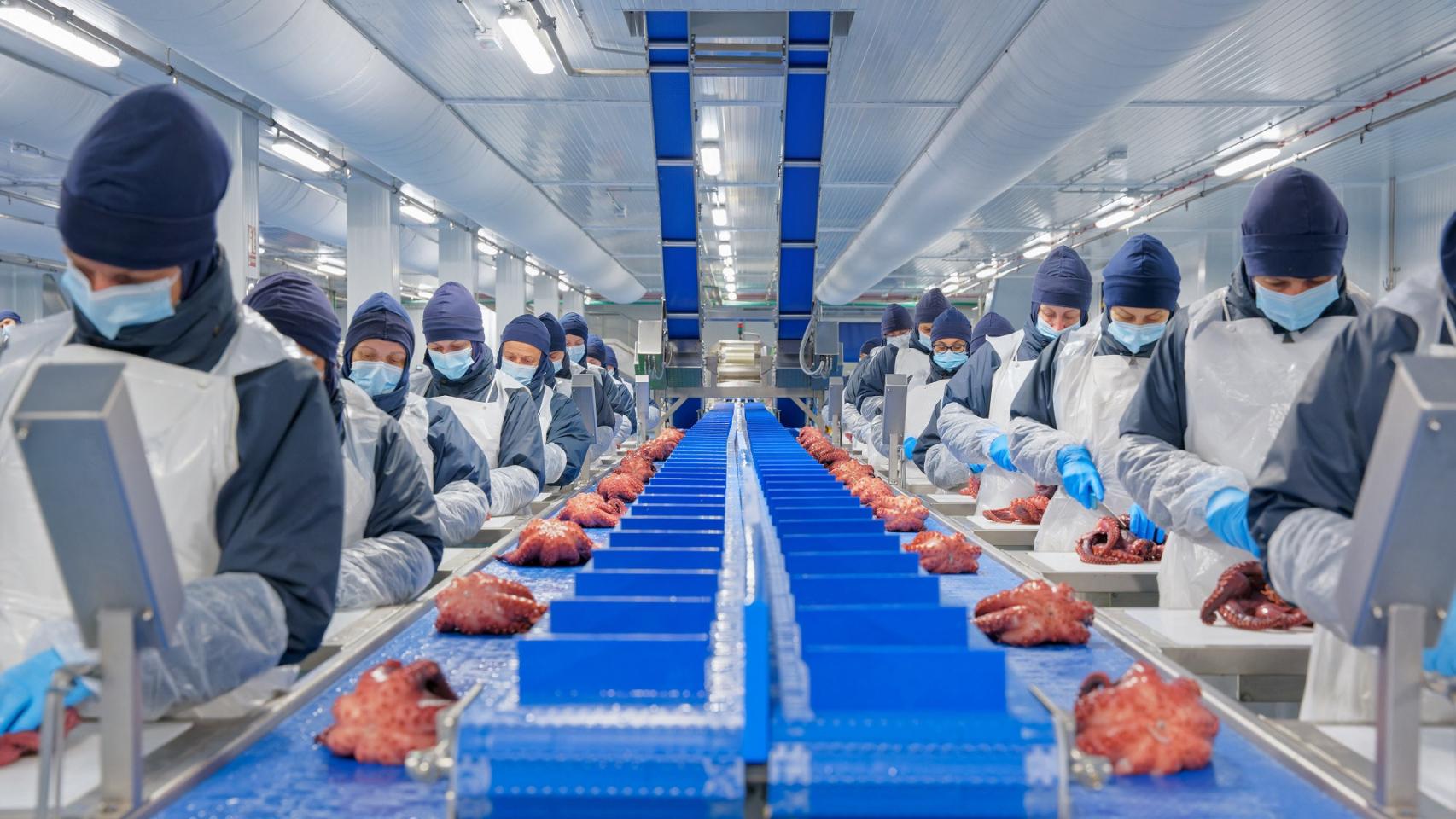 Procesado de pulpo en la planta de Profand en Vilagarcía.