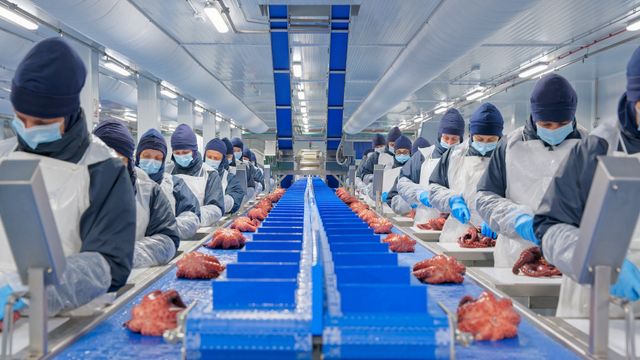 Procesado de pulpo en la planta de Profand en Vilagarcía.