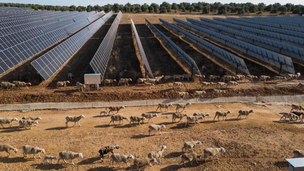 Ovejas cerca de un parque fotovoltaico de Aquila Clean Energy