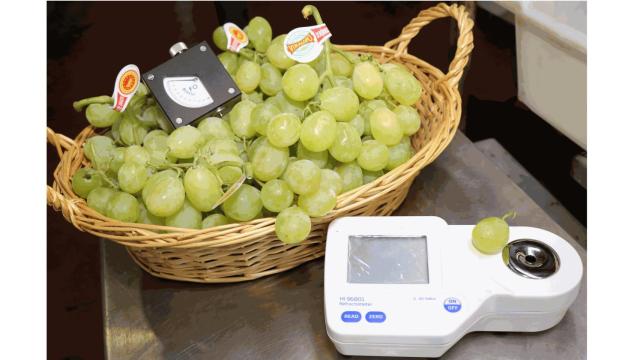 El proyecto del Cenid trabaja con la uva embolsada del Vinalopó, en la imagen, y la breva de Albatera.