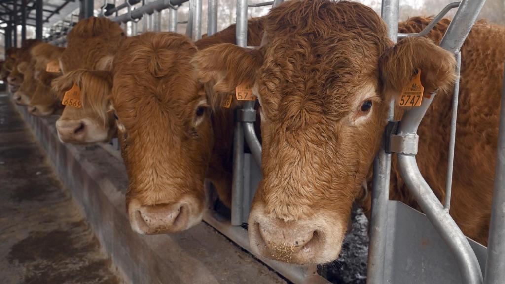 Explotación bovina en Burgos