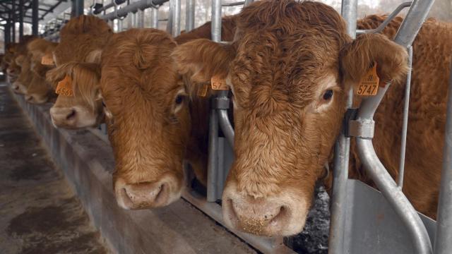 Explotación bovina en Burgos