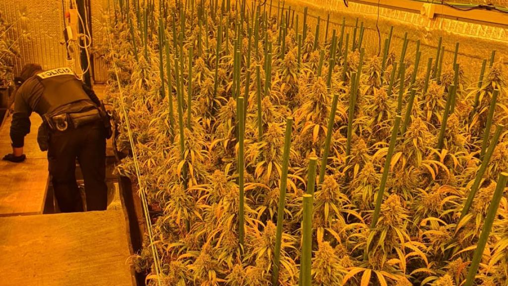Plantas de cannabis intervenidas por la Policía Nacional