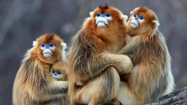 Una población de langur chato dorado (Rhinopithecus roxellana).