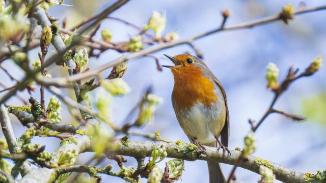 Un pájaro piando en la rama de un árbol en plena naturaleza.