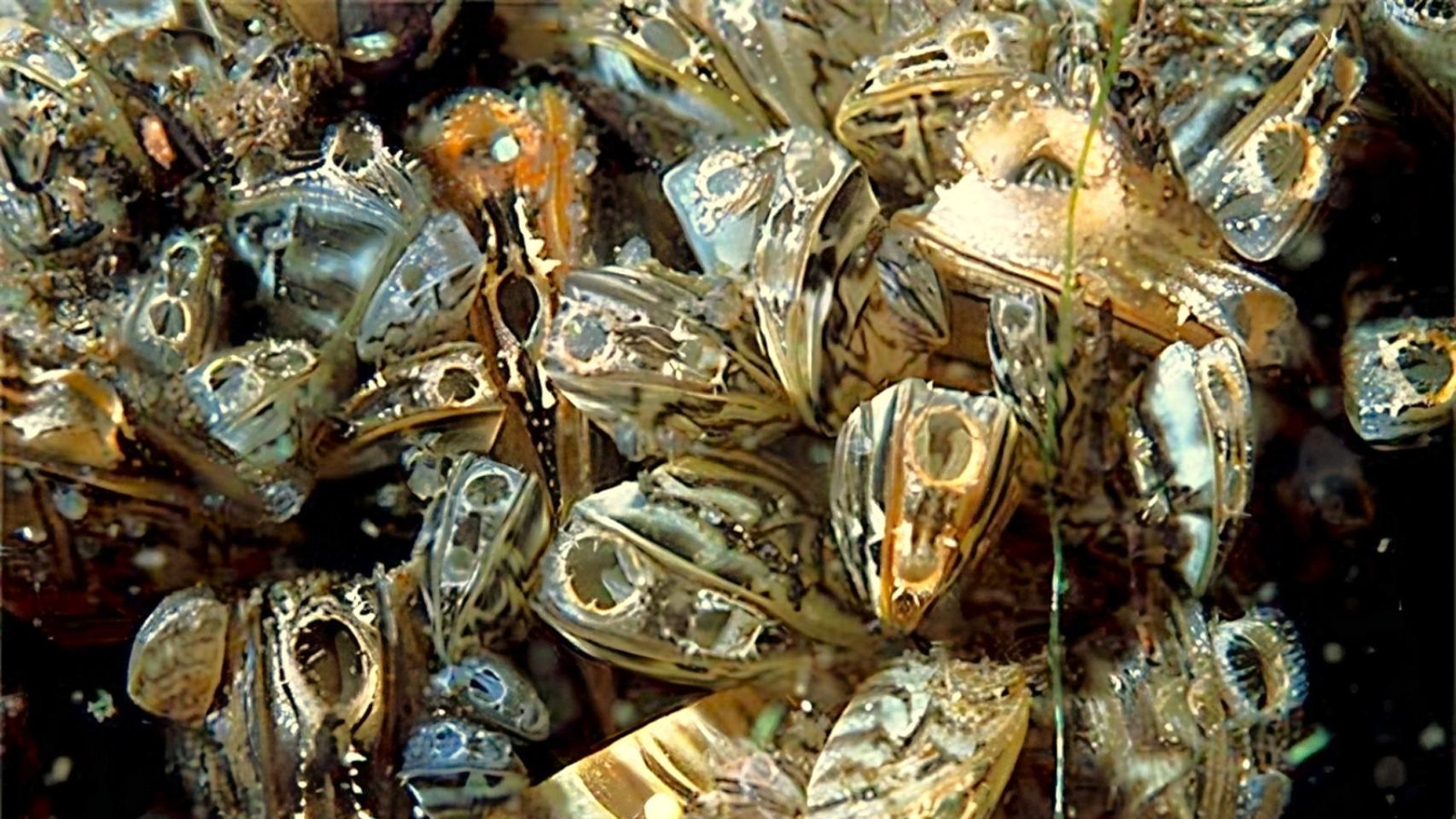 El mejillón cebra tiene una alta tasa de reproducción favorecida por la temperatura de las aguas en España.