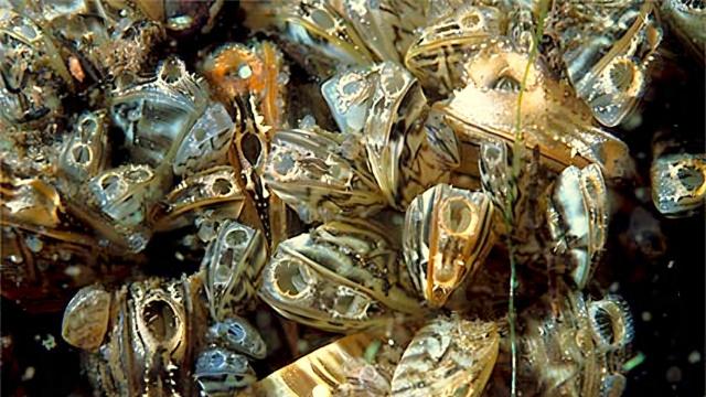 El mejillón cebra tiene una alta tasa de reproducción favorecida por la temperatura de las aguas en España.