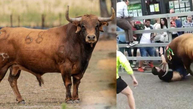 Dolorido, el Toro de la Feria. A la derecha, momento de la cogida