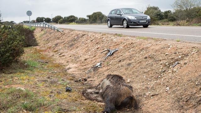 Jabalí muerto en la carretera CL-527