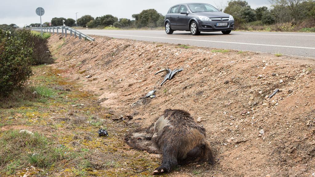 Jabalí muerto en la carretera CL-527