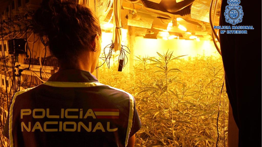Una agente de la Policía Nacional observa la plantación.