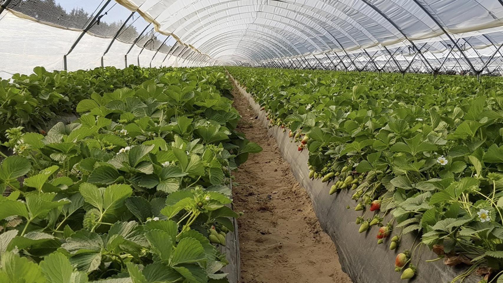 Cultivo de fresa en Huelva.