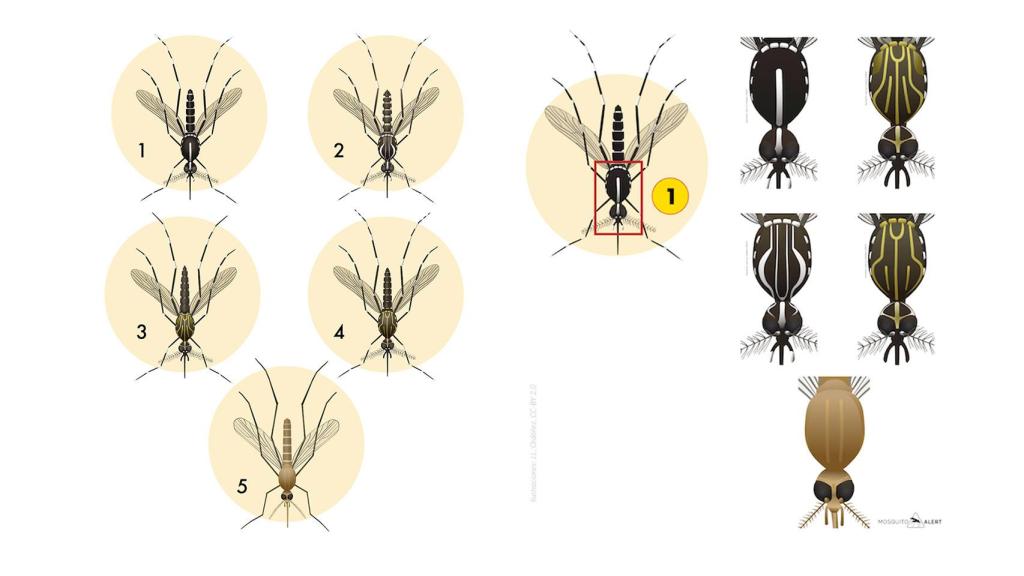 Las cinco especies buscadas en España