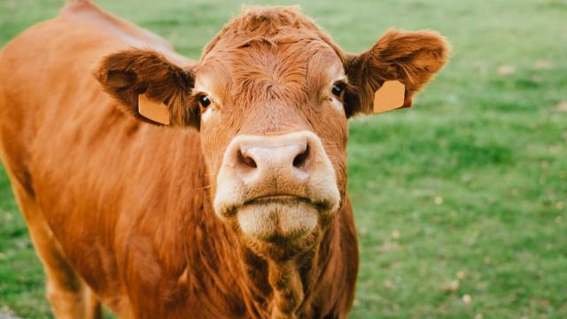 Sostenibilidad y bienestar animal, las dos caras imprescindibles del sistema alimentario