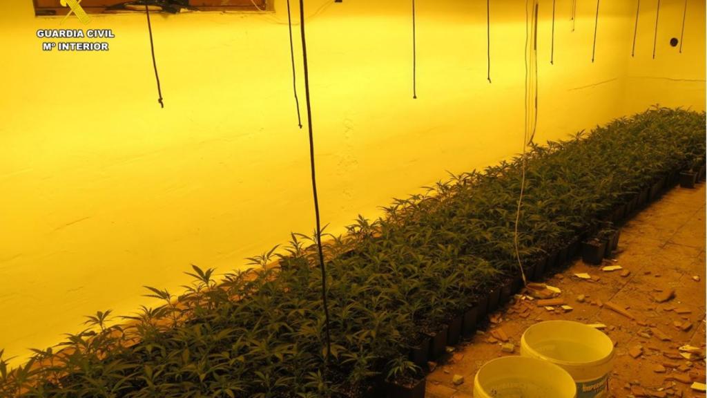 Una de las plantaciones desmanteladas.