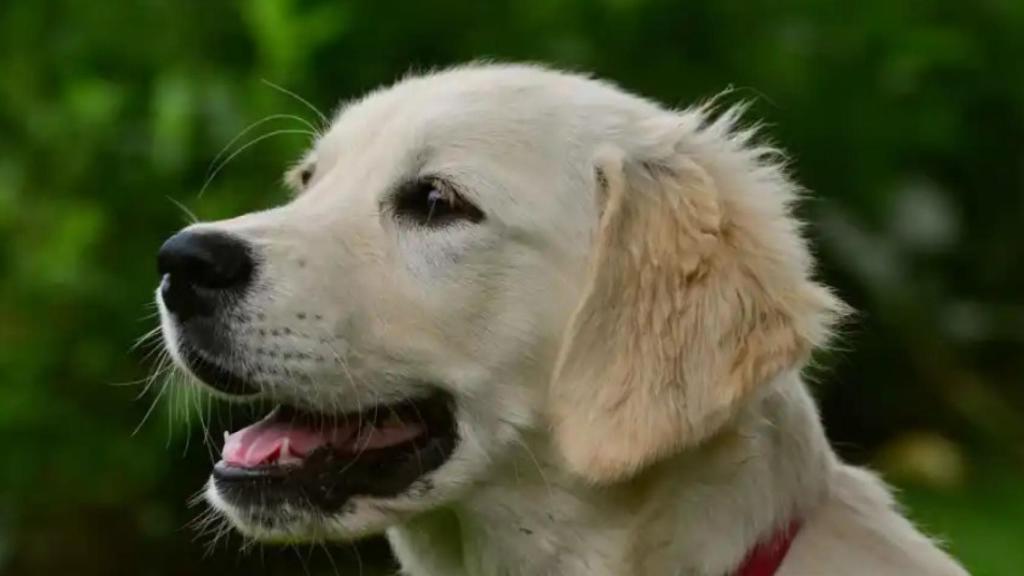 Golden Retriever